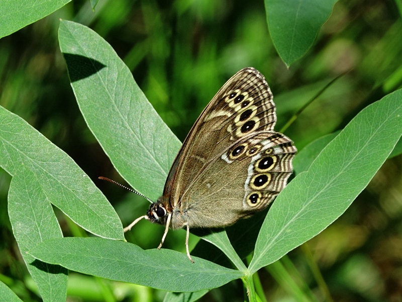 (adult, Ivanščica, Jun 2024.)