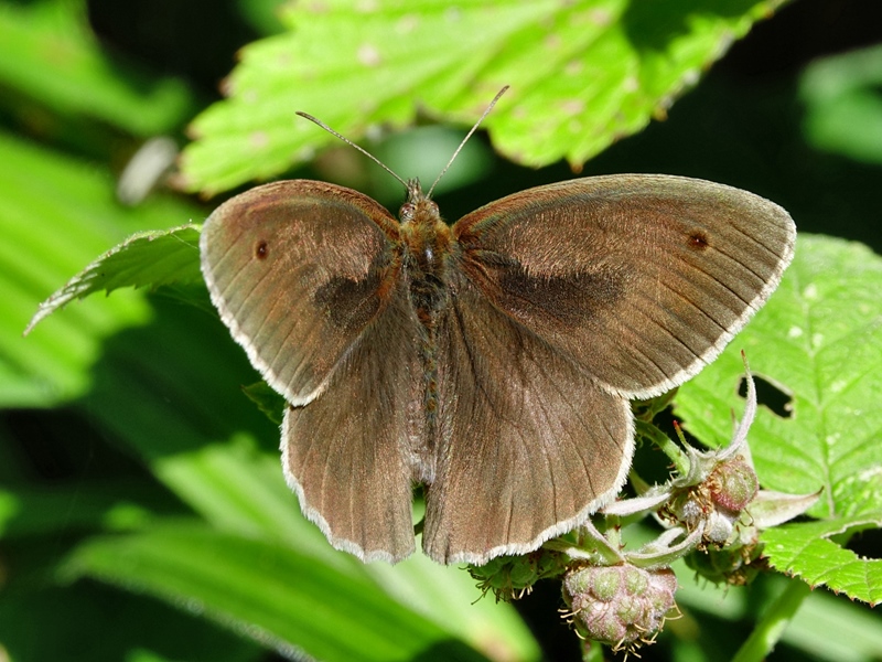 (adult ♂, Kalnik, Jun 2024.)