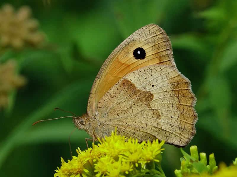 (adult ♀, Kalnik, Aug 2024.)