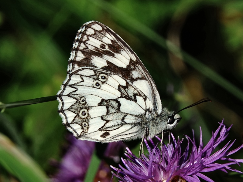 (adult ♂, Ivanščica, Jun 2024.)