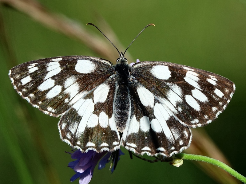 (adult ♀, Southern Velebit, Jul 2024.)