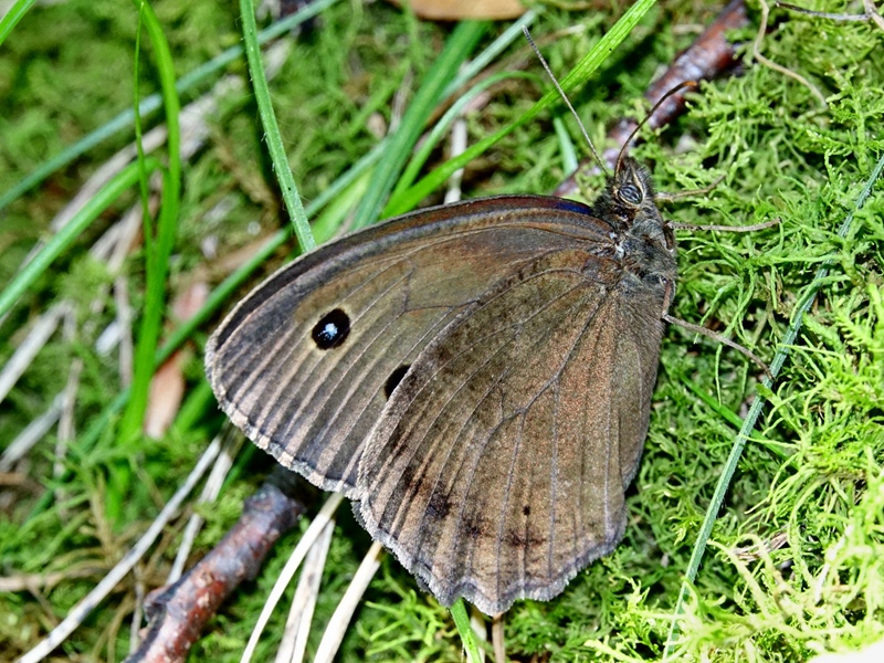 (adult ♂, Plitvice lakes, Jul 2024.)