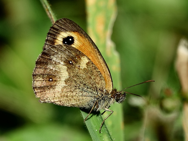 (adult ♂, Samobor hills, Jul 2024.)