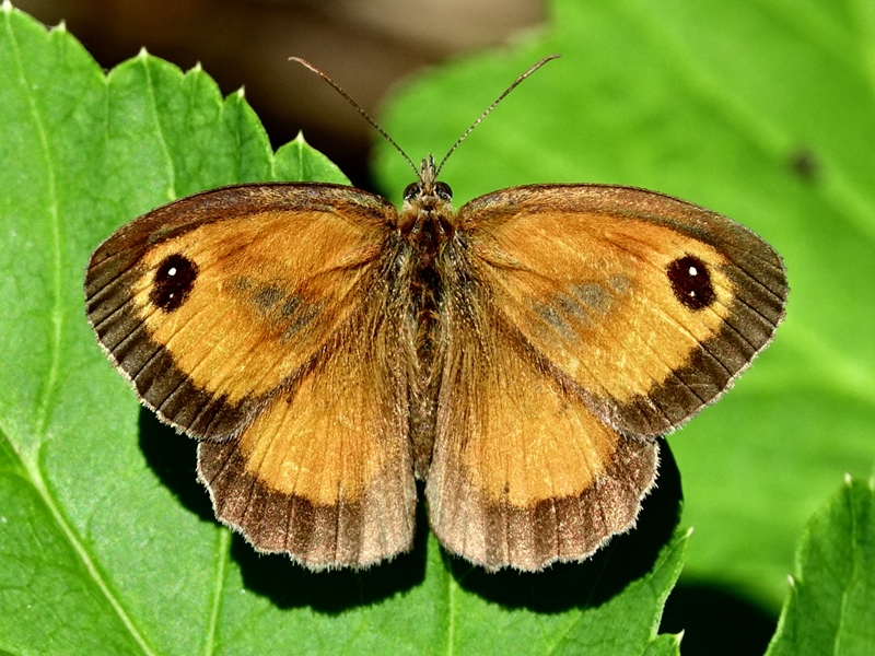 (adult ♂, Samobor hills, Jul 2024.)