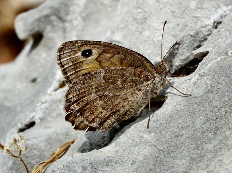 (odrasli ♀, Vransko jezero, lip 2021.)