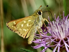 Hesperia comma