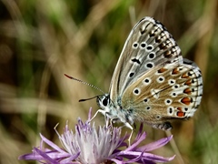 Lysandra bellargus