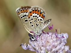 Plebejus argus