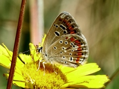 Polyommatus dorylas