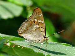 Apatura ilia