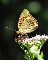 Fabriciana adippe