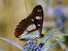 Limenitis reducta