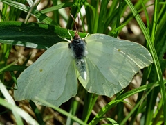 Gonepteryx rhamni
