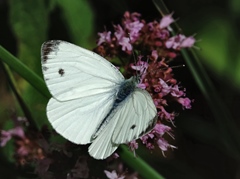 Pieris napi