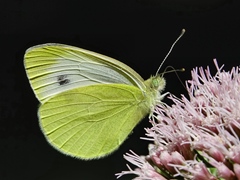 Pieris rapae