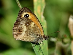 Pyronia tithonus