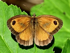 Pyronia tithonus