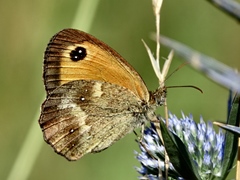 Pyronia tithonus